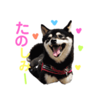 豆柴 すずちゃん（個別スタンプ：7）