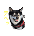 豆柴 すずちゃん（個別スタンプ：9）