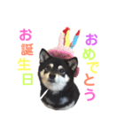 豆柴 すずちゃん（個別スタンプ：12）