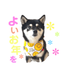 豆柴 すずちゃん（個別スタンプ：14）