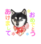 豆柴 すずちゃん（個別スタンプ：15）