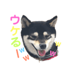豆柴 すずちゃん（個別スタンプ：19）