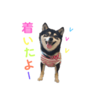豆柴 すずちゃん（個別スタンプ：20）