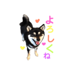 豆柴 すずちゃん（個別スタンプ：23）