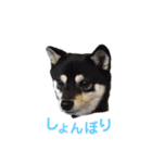 豆柴 すずちゃん（個別スタンプ：25）