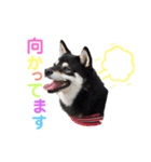 豆柴 すずちゃん（個別スタンプ：30）