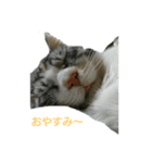 my cat家族 gogo（個別スタンプ：4）