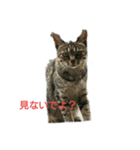 my cat家族 gogo（個別スタンプ：5）