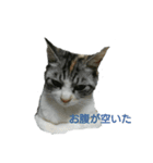 my cat家族 gogo（個別スタンプ：7）