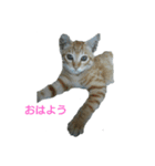my cat家族 gogo（個別スタンプ：8）