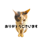 三毛猫ユキさん(怒濤のおじぎ)（個別スタンプ：1）