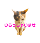 三毛猫ユキさん(怒濤のおじぎ)（個別スタンプ：2）