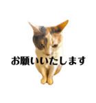 三毛猫ユキさん(怒濤のおじぎ)（個別スタンプ：3）