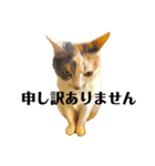 三毛猫ユキさん(怒濤のおじぎ)（個別スタンプ：4）