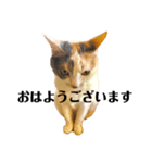 三毛猫ユキさん(怒濤のおじぎ)（個別スタンプ：5）