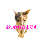 三毛猫ユキさん(怒濤のおじぎ)（個別スタンプ：6）