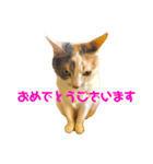三毛猫ユキさん(怒濤のおじぎ)（個別スタンプ：7）