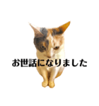 三毛猫ユキさん(怒濤のおじぎ)（個別スタンプ：8）