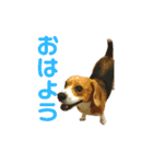 キュートワンチャンのアン（個別スタンプ：3）