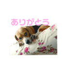 キュートワンチャンのアン（個別スタンプ：5）