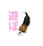 キュートワンチャンのアン（個別スタンプ：10）
