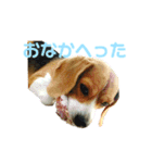 キュートワンチャンのアン（個別スタンプ：11）