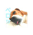 キュートワンチャンのアン（個別スタンプ：15）
