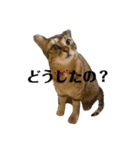シュナウザーとトラネコ（個別スタンプ：1）