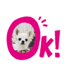 うにちゃんの挨拶スタンプ（個別スタンプ：3）
