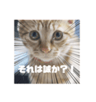 猫のしずくスタンプ。（個別スタンプ：1）