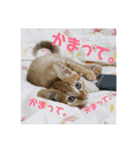 猫のしずくスタンプ。（個別スタンプ：2）