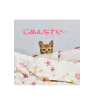 猫のしずくスタンプ。（個別スタンプ：3）