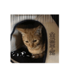猫のしずくスタンプ。（個別スタンプ：5）