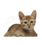 猫のしずくスタンプ。（個別スタンプ：6）