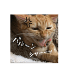 猫のしずくスタンプ。（個別スタンプ：8）