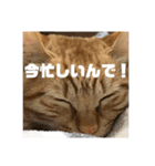 猫のしずくスタンプ。（個別スタンプ：10）