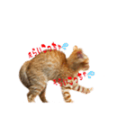 猫のしずくスタンプ。（個別スタンプ：11）