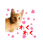 猫のしずくスタンプ。（個別スタンプ：12）