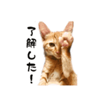 猫のしずくスタンプ。（個別スタンプ：13）