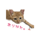 猫のしずくスタンプ。（個別スタンプ：14）