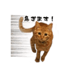 猫のしずくスタンプ。（個別スタンプ：15）