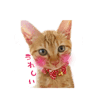 猫のしずくスタンプ。（個別スタンプ：16）