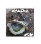 ほっかいどうでつれるおさかな（個別スタンプ：4）