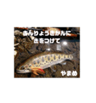 ほっかいどうでつれるおさかな（個別スタンプ：8）