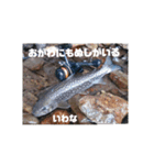 ほっかいどうでつれるおさかな（個別スタンプ：11）