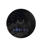 トイプードルなつ＆ふゆ（個別スタンプ：6）