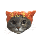 ナニワキャット（個別スタンプ：1）