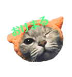 ナニワキャット（個別スタンプ：3）