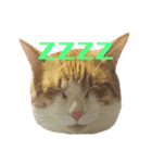 ナニワキャット（個別スタンプ：5）