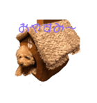 ぼく、福丸です。（個別スタンプ：1）
